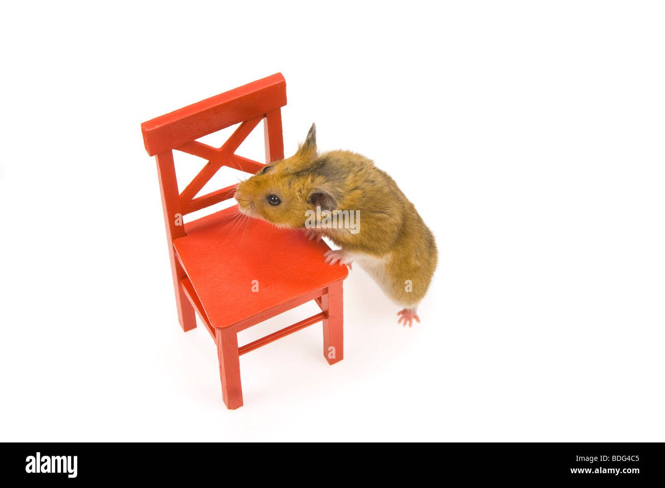 Braun Hamster roten Stuhl lustigen tierischen Spaß Goldhamster stehen stehend Blick einfarbigen Hintergrund Haustier neugierig wach hören Liste suchen Stockfoto