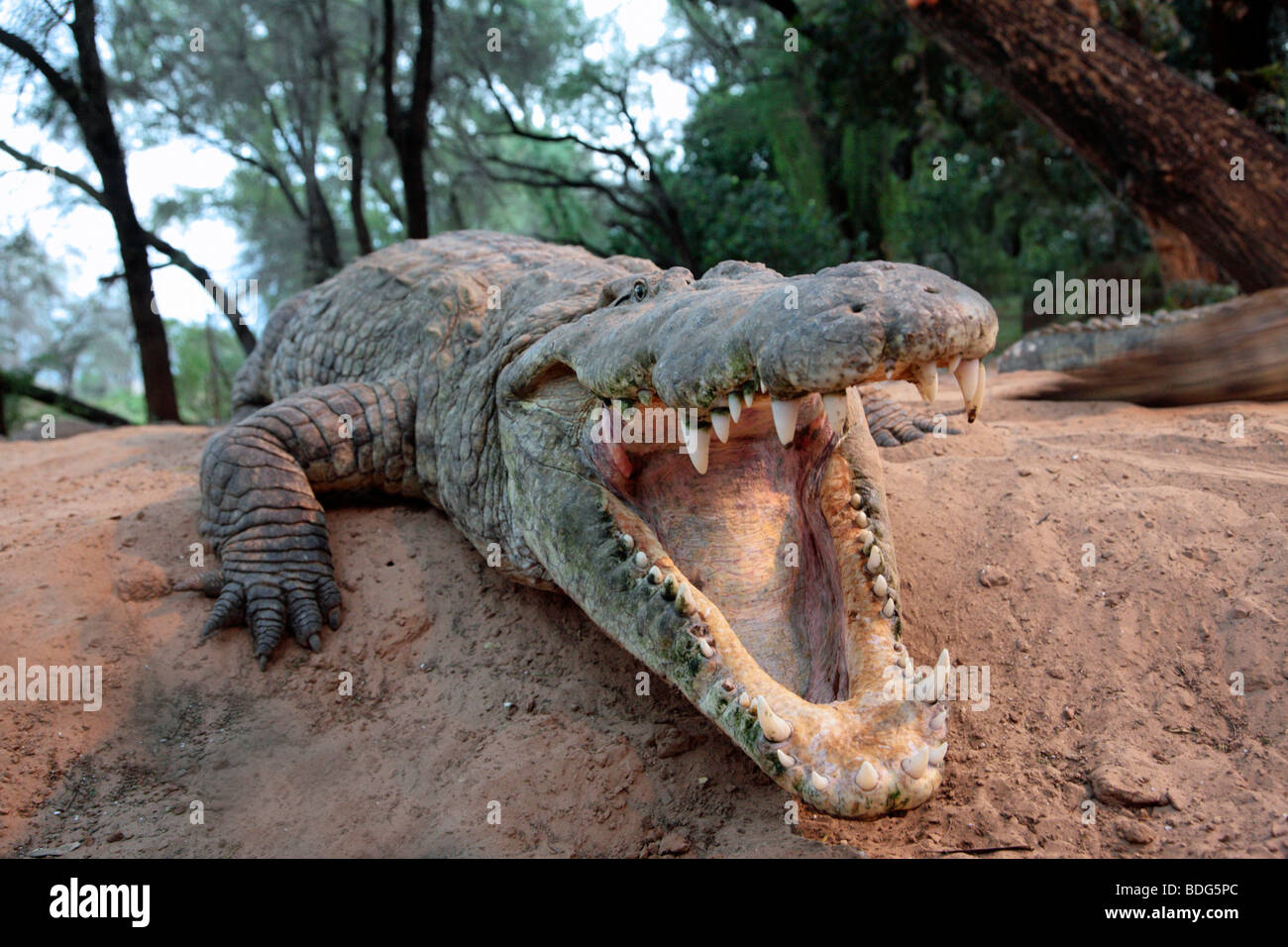 Krokodil (Crocodilia) zeigt seine Zähne Stockfoto