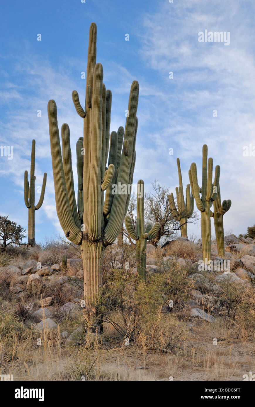 Saguaros (Carnegiea Gigantea), Kakteen, in der Abendsonne, Catalina State Park, Tucson, Arizona, USA Stockfoto