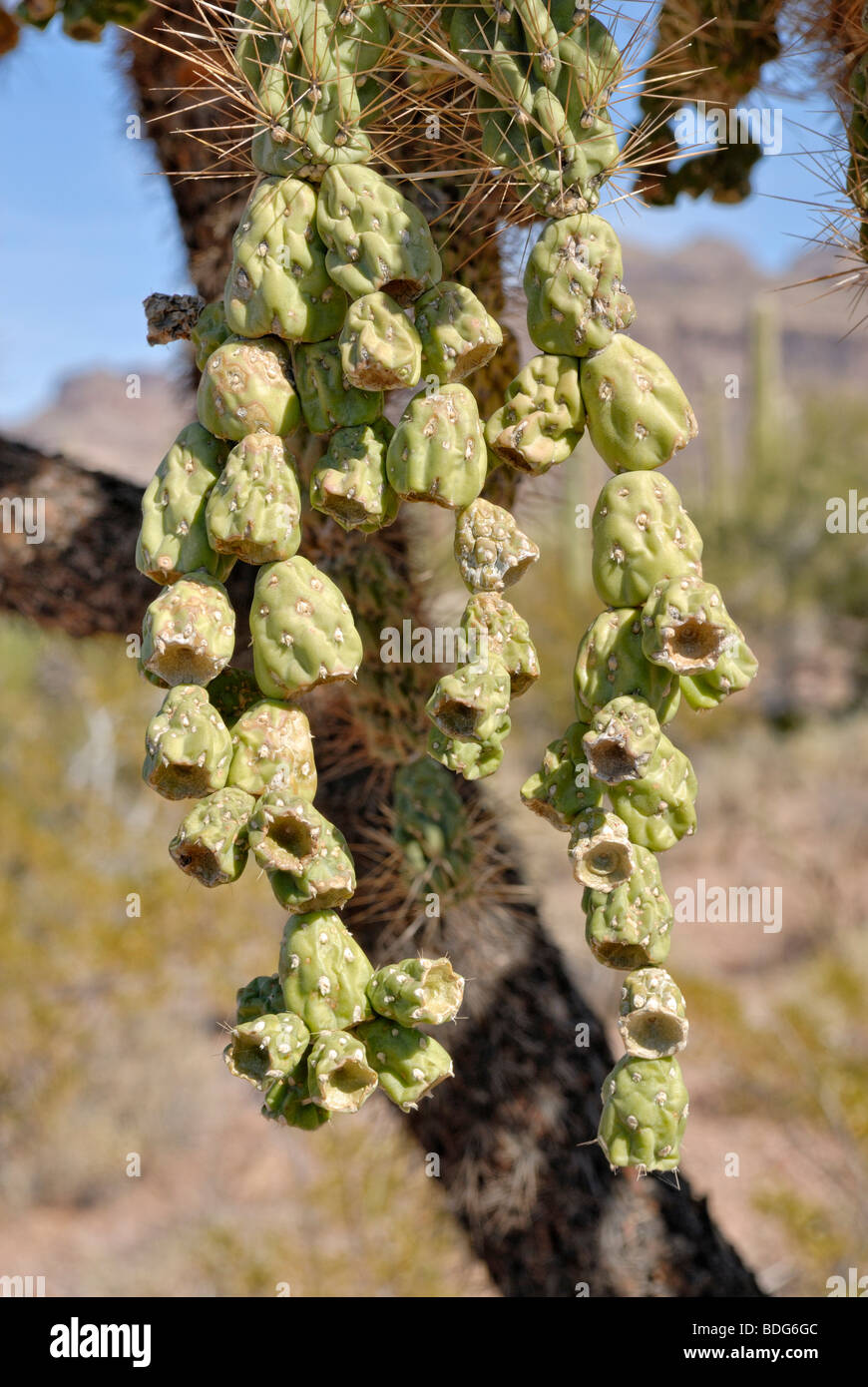 Infructesences der Kette Fruit Cholla, Jumping Cholla (Opuntia Fulgida), Organ Pipe Cactus National Monument, südlichen Arizo Stockfoto