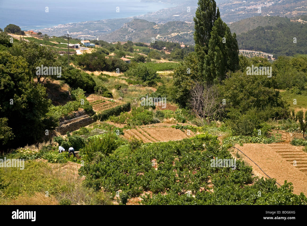 Landwirtschaft nördlichen Samos Griechenland Stockfoto
