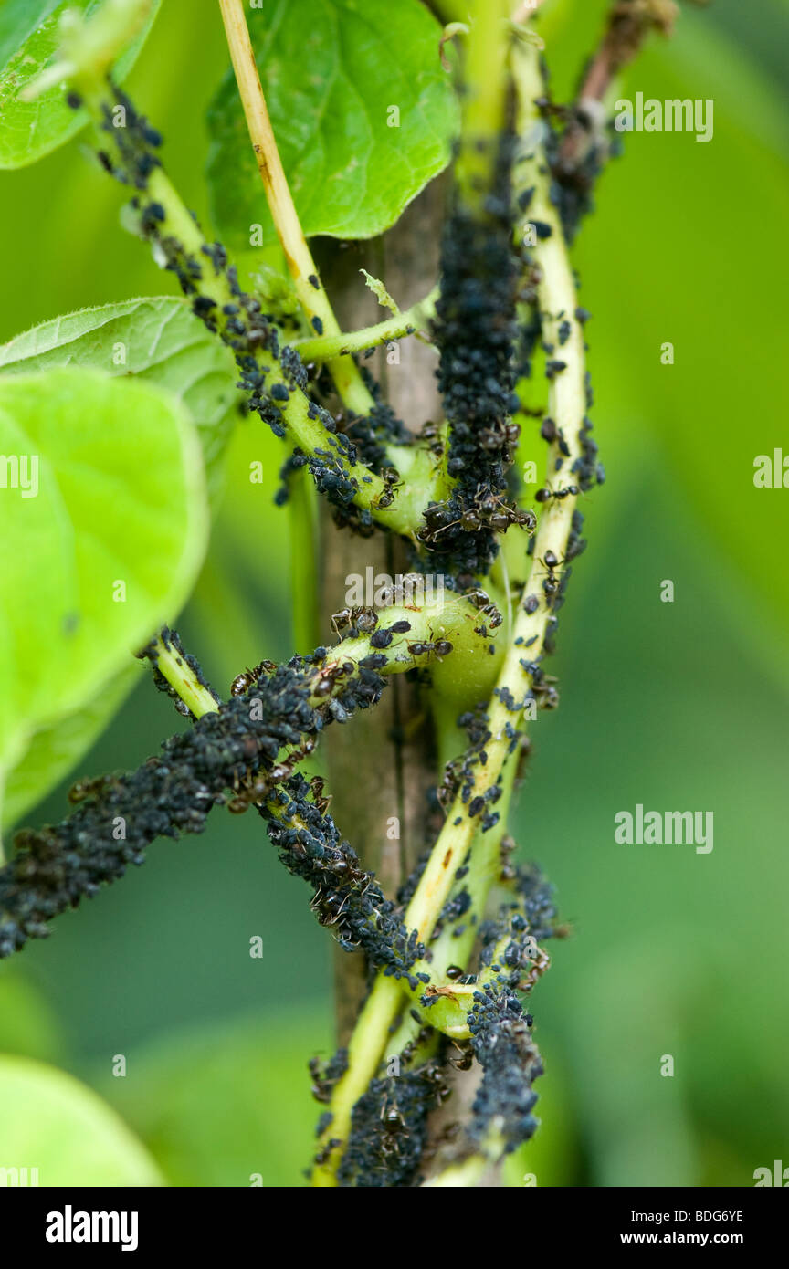 APHIS Fabae Scopoli, Black Bean Blattläuse und Landwirtschaft Ameisen auf einem Runner Bean-Anlage in einem Gemüsegarten Stockfoto