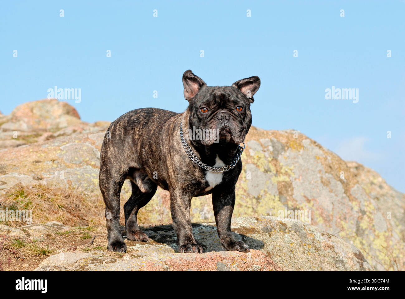 Französische Bulldogge stehend auf einem Felsen Stockfoto