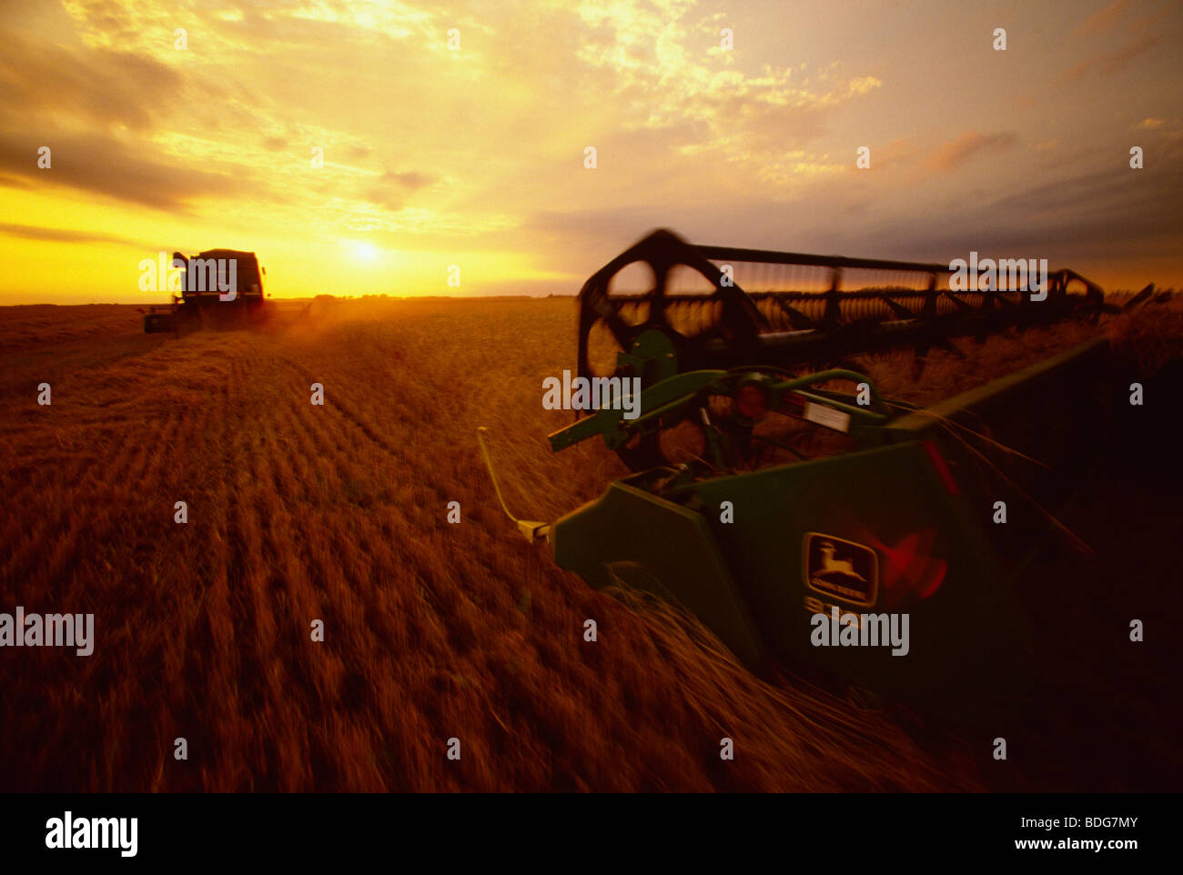 Landwirtschaft - Mähdrescher John Deere beim Ernten von Weizen bei Sonnenuntergang / Western Minnesota, USA. Stockfoto