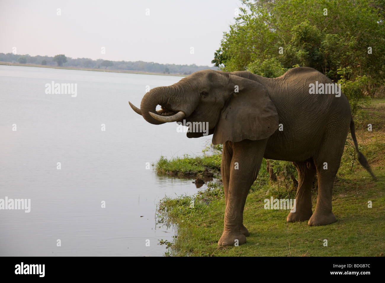 AMBIA, Tafika Camp am Ufer des Flusses Luangwa, South Luangwa Nationalpark John & Carol Coppinger. Elefantenherde Stockfoto