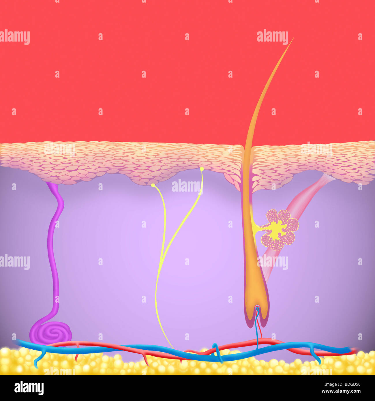 HAUT, ILLUSTRATION Stockfoto