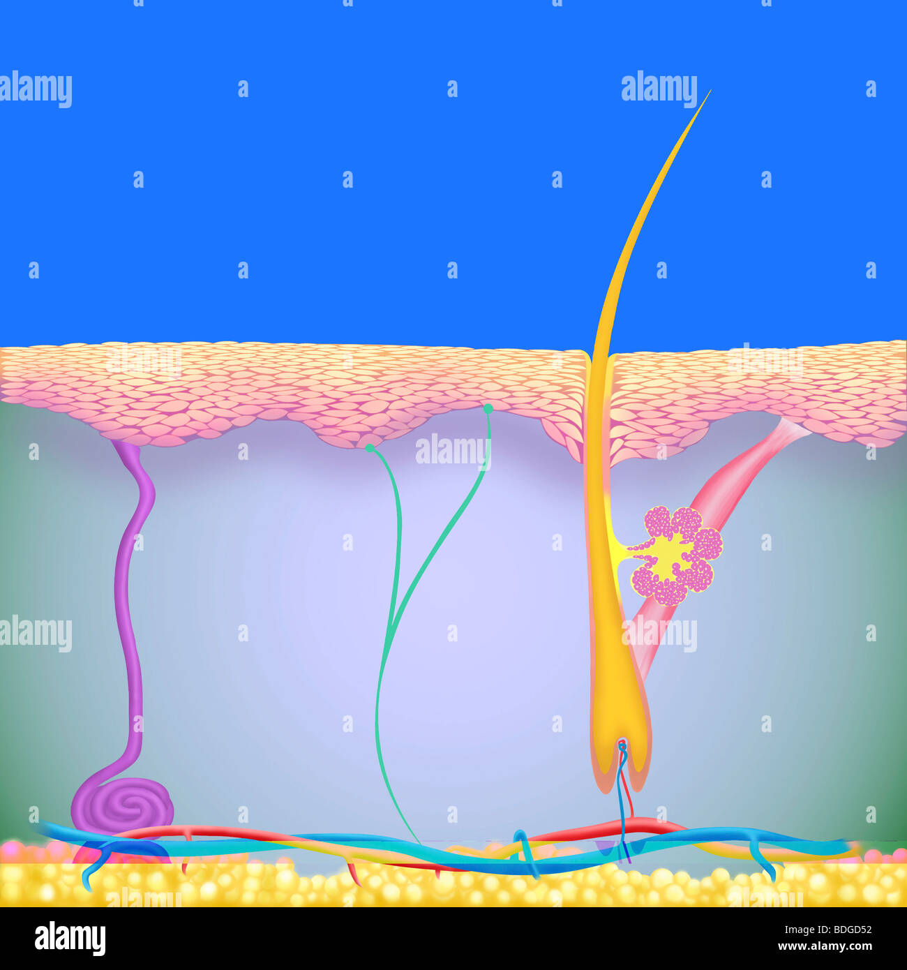HAUT, ILLUSTRATION Stockfoto