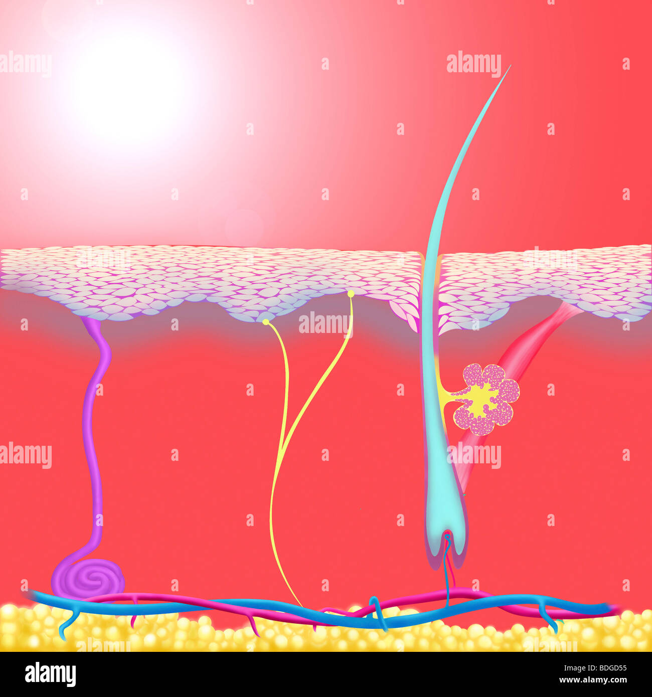 HAUT, ILLUSTRATION Stockfoto