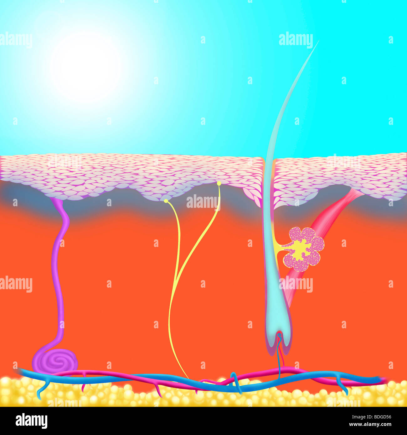 HAUT, ILLUSTRATION Stockfoto