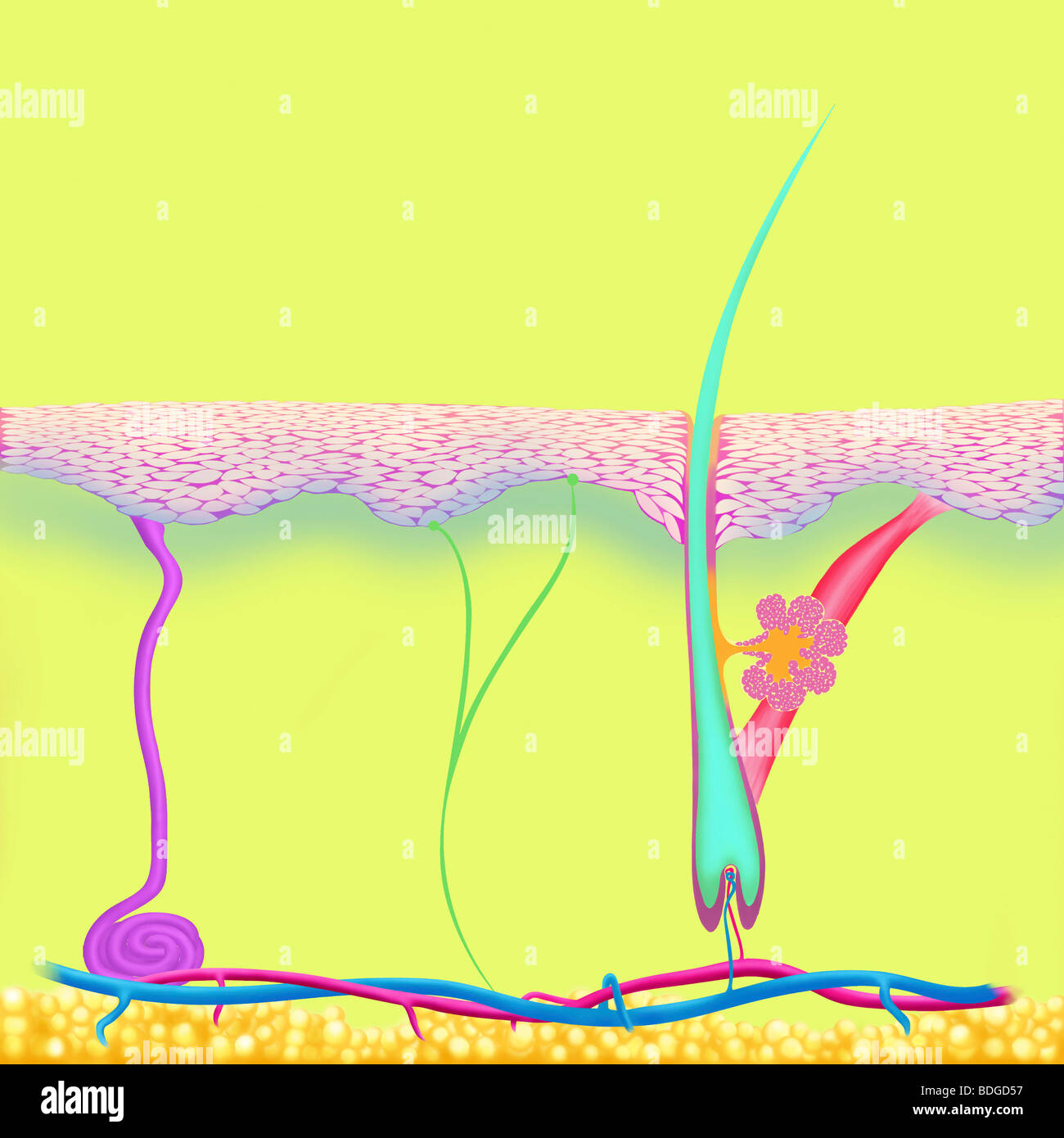 HAUT, ILLUSTRATION Stockfoto