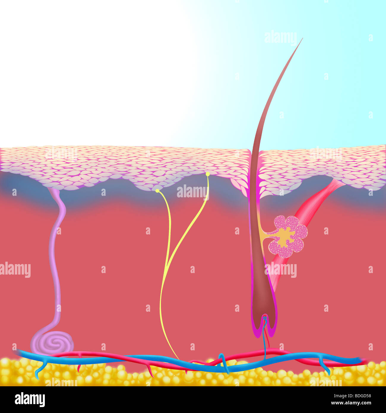 HAUT, ILLUSTRATION Stockfoto