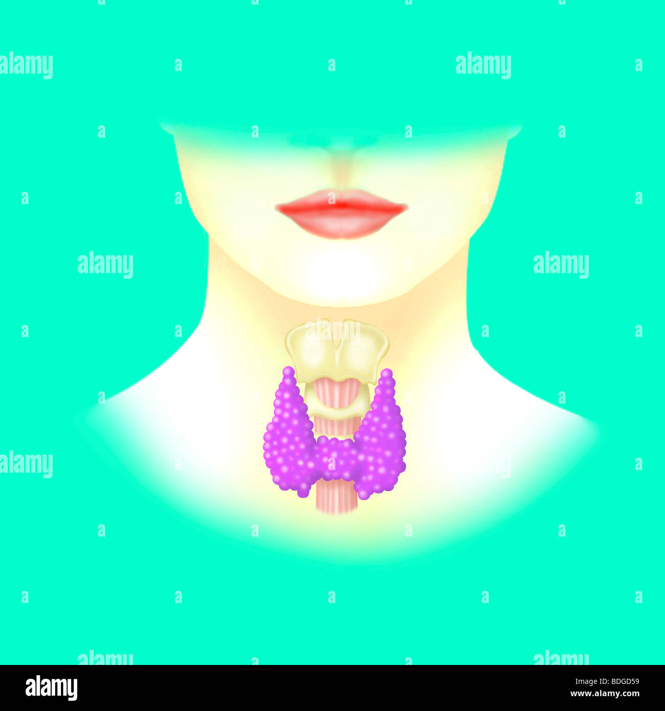 SCHILDDRÜSE, ILLUSTRATION Stockfoto