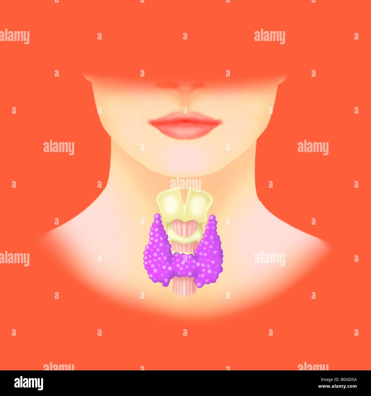 SCHILDDRÜSE, ILLUSTRATION Stockfoto