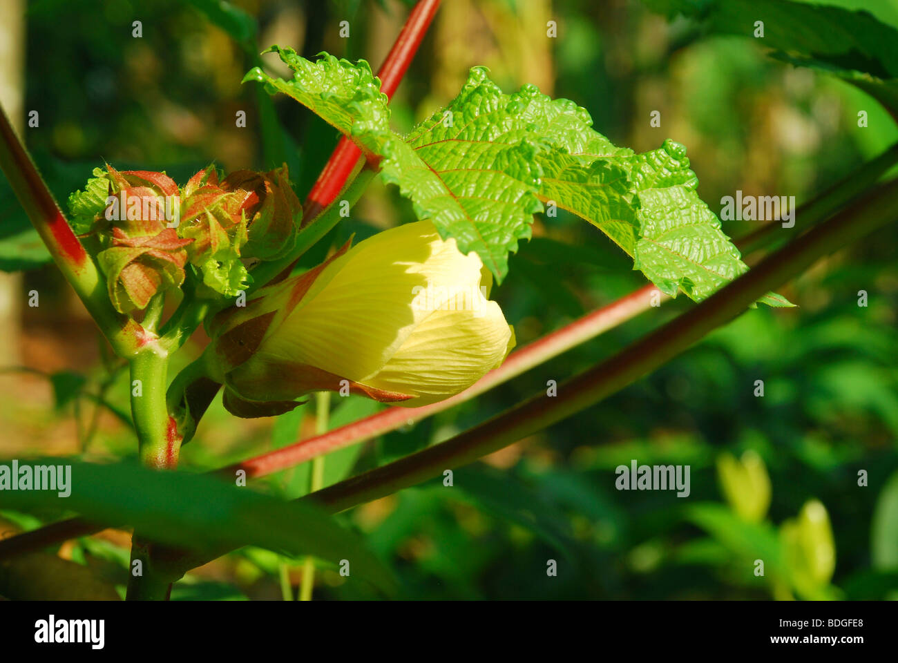 Okra Blumen, Ledy Finger Blüte im Werk Stockfoto