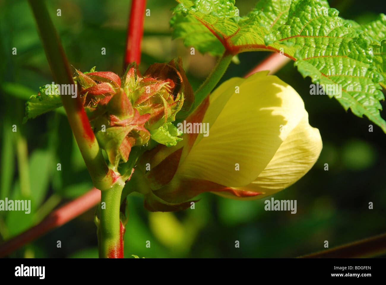 Okra Blumen, Ledy Finger Blüte im Werk Stockfoto
