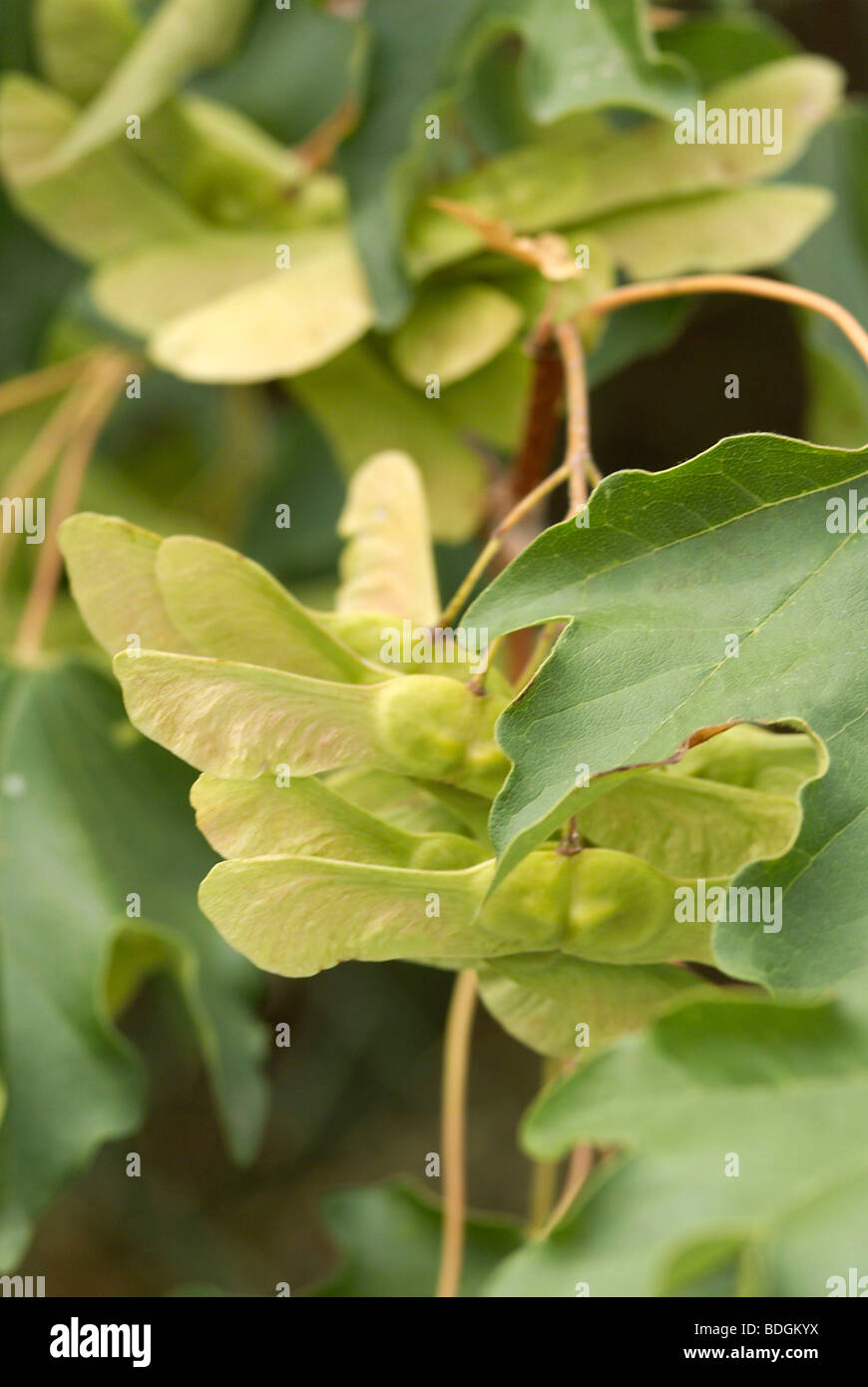 BAUM-EBANO Stockfoto