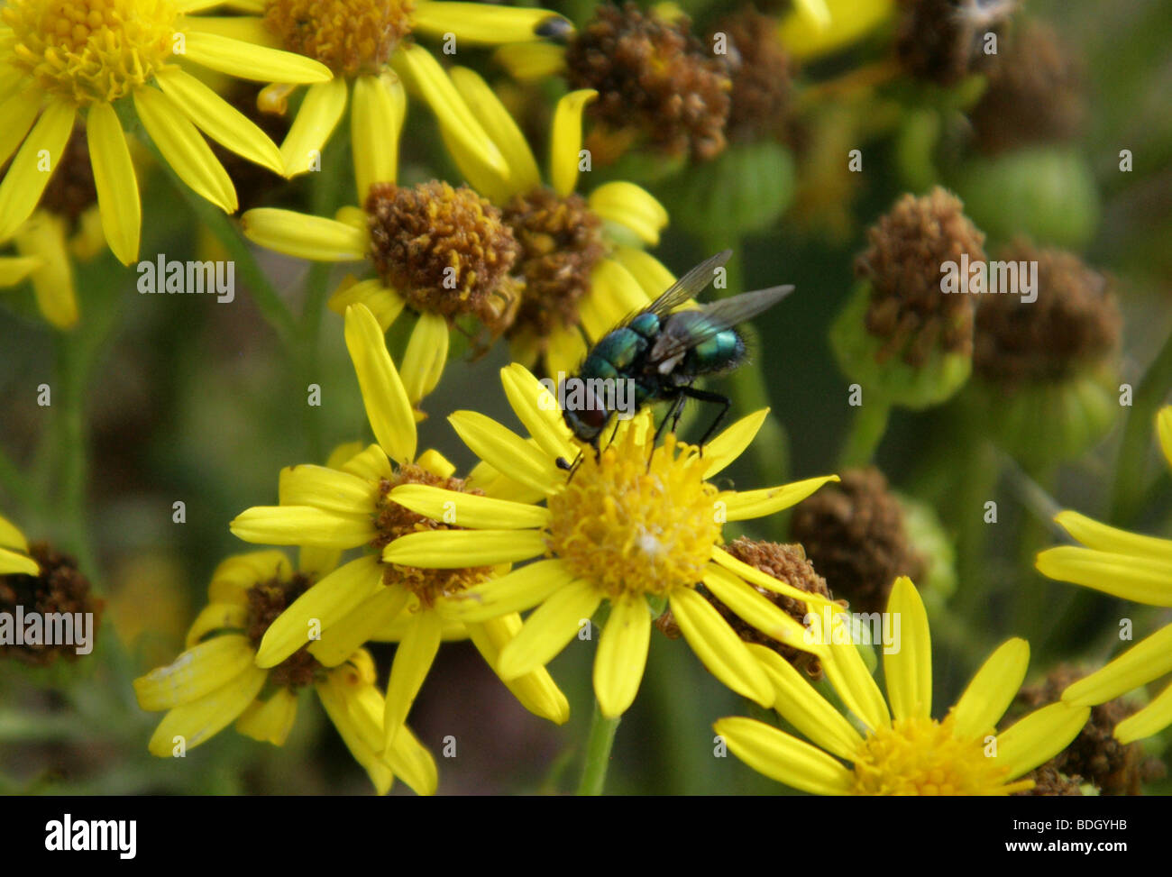 Grüne Flasche oder Greenbottle Fly, Lucilia Caesar, Calliphoridae, Diptera Stockfoto