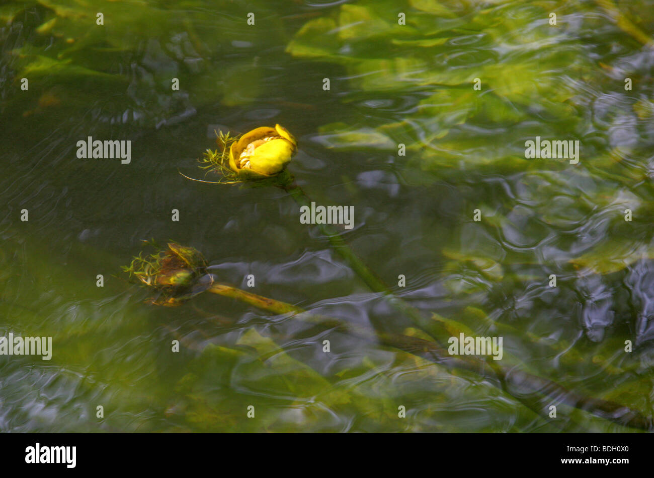 Gelbe Seerosen, Teichrosen Lutea, polaren. Aka Spatterdock, Kuh Lily