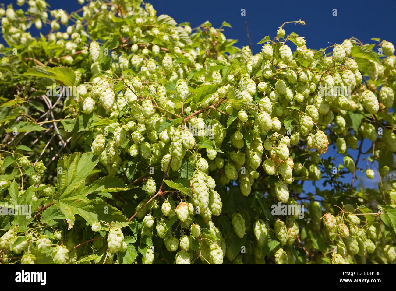 Eine weibliche Pflanze des wilden gemeinsamen Hopfens (Humulus Lupulus). Allier - Frankreich. Pflanzen Sie Femelle de Houblon Sauvage (Allier - Frankreich). Stockfoto