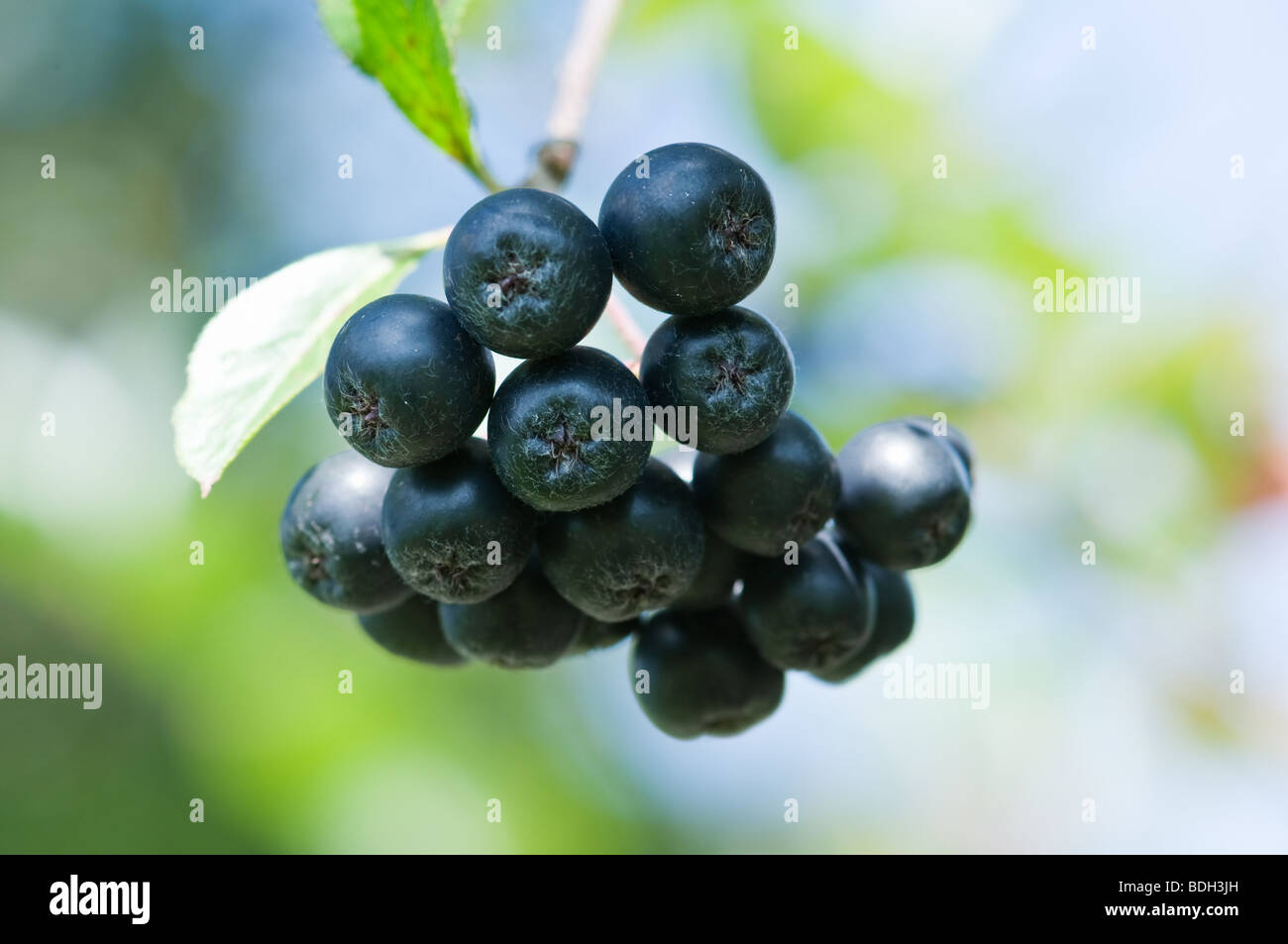 Aronia Beere auf Baum closeup Stockfoto