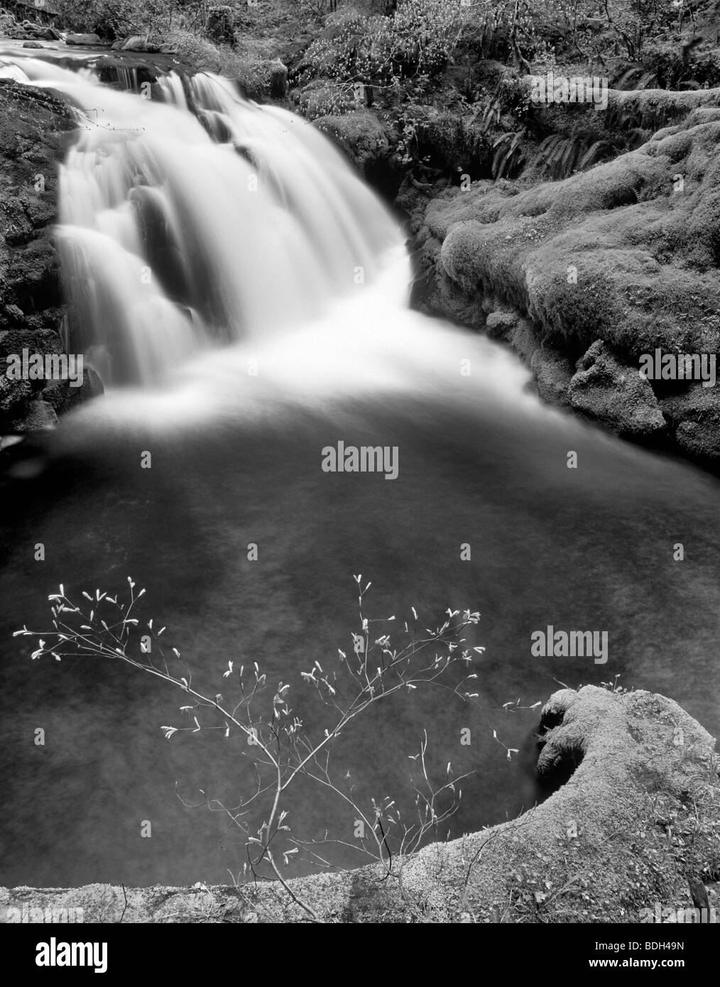 Frühling Wachstum und unbenannte fällt auf White Zweig des Lost Creek. Drei Schwestern Wildnis, Oregon Stockfoto