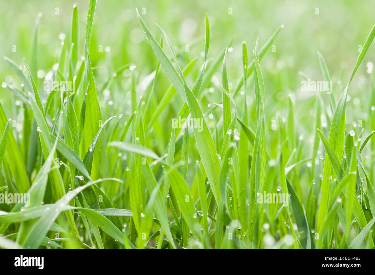 grüne Regen mit Wassertropfen Stockfoto