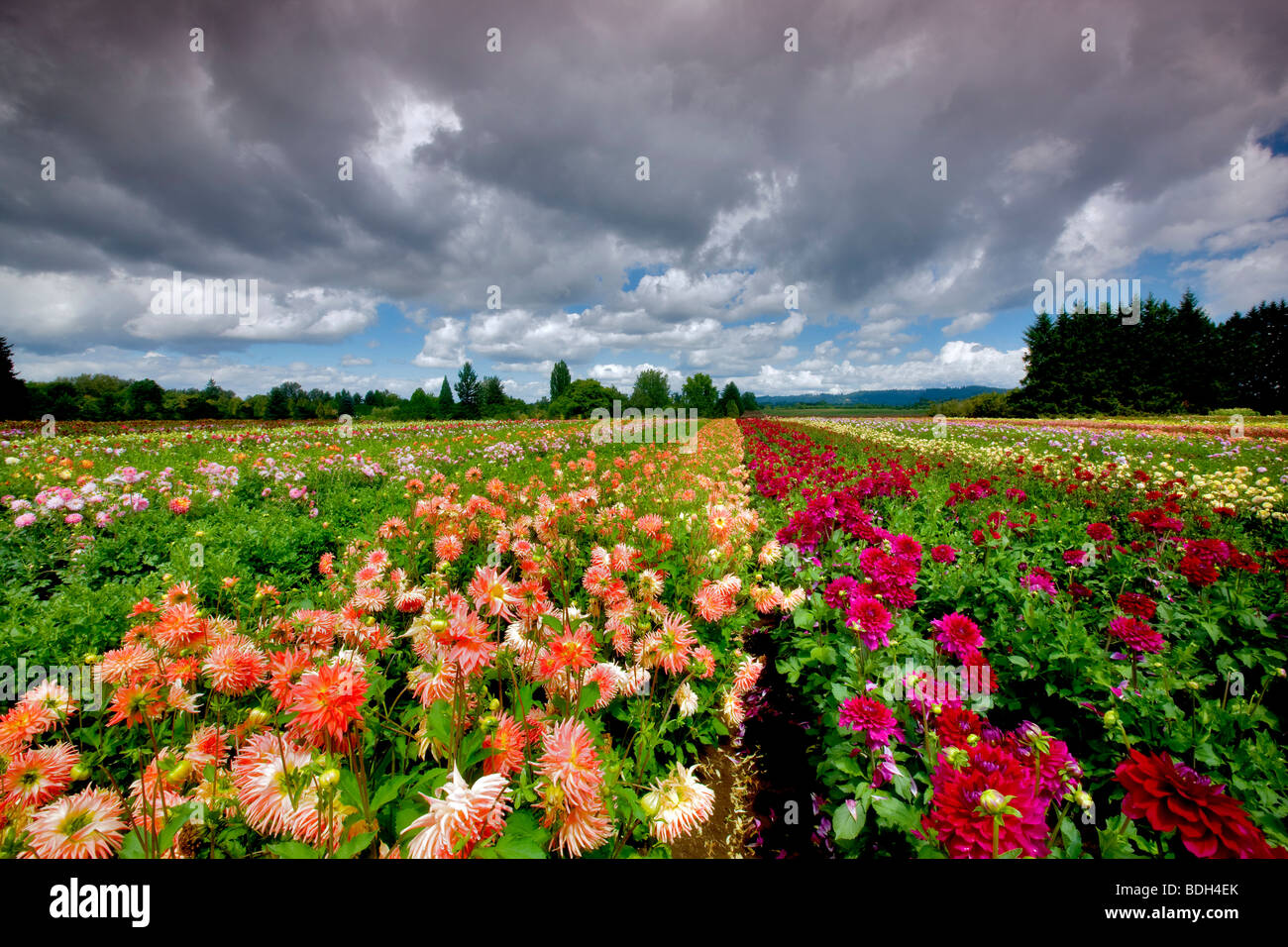 Dahlie Feld und Wolken. Swan Island Dahlia Farm. Oregon Stockfoto