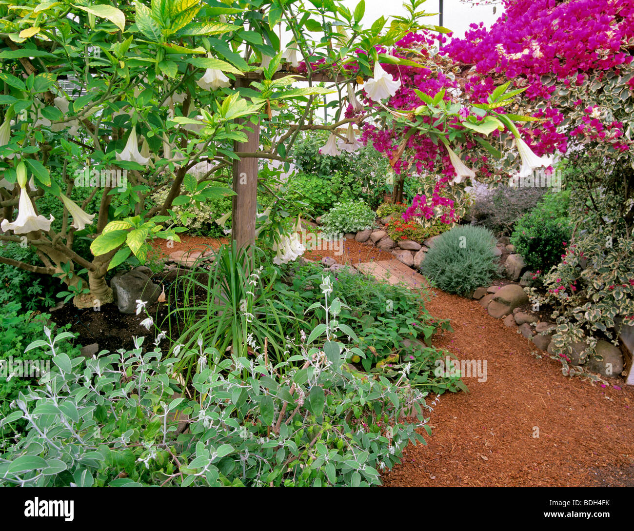 Gewächshaus-Kräuter mit blühenden Bougainvillea. Die Thymian-Garten. Alsea, Oregon Stockfoto