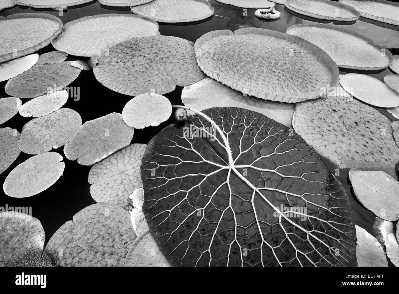 Tropische Seerose verlässt. Hughes Wassergärten. Oregon Stockfoto