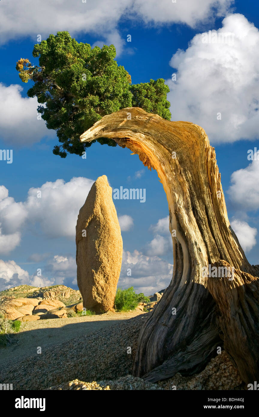 Rock Spitze umrahmt von Wacholder. Joshua Tree Nationalpark, Kalifornien Stockfoto