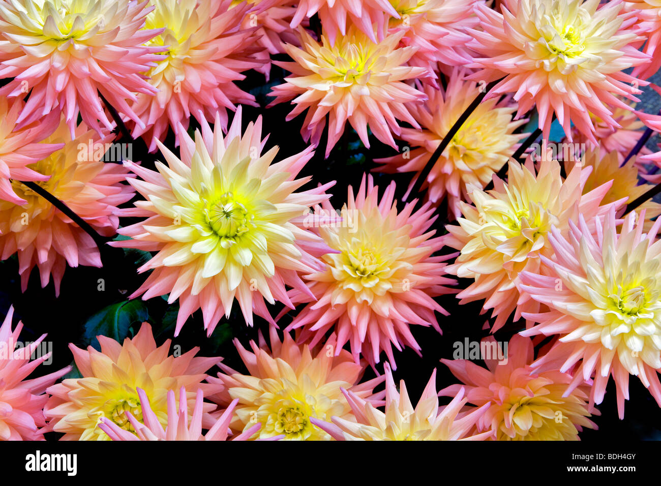 Dahlien-Sorte Tropic Sun Swan Island Dahlia Farm. Oregon Stockfoto