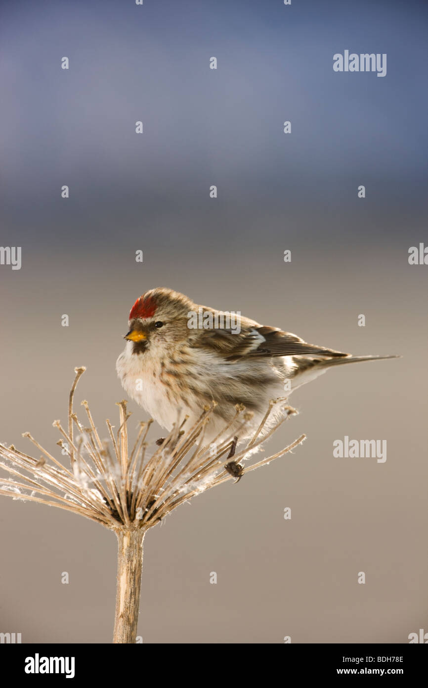 Gemeinsamen Redpoll, Seward, Alaska. (Zuchtjahr Flammea) Stockfoto