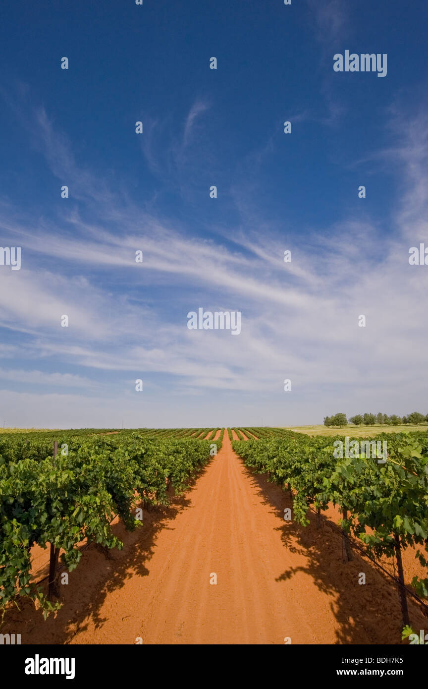 Newsom Weinberge im Yoakum County, etwas außerhalb von Plains, Texas, USA kurz vor der Ernte. Stockfoto