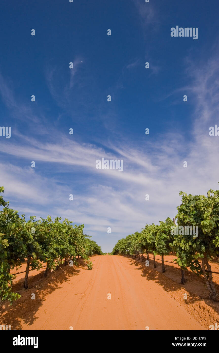 Newsom Weinberge im Yoakum County, etwas außerhalb von Plains, Texas, USA kurz vor der Ernte. Stockfoto