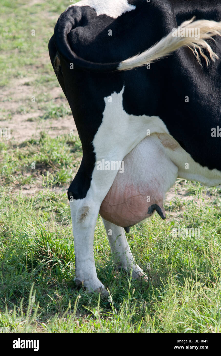 Holstein Milchvieh in Weiden reichte der weißen Königin Ann Spitze Wildblumen.  Ohio-USA Stockfoto