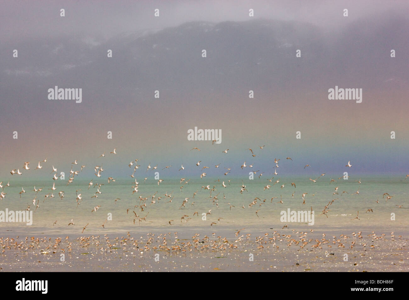 Shorebird Migration, vor allem westlichen Strandläufer Copper River Delta, in der Nähe von Cordova, Alaska Stockfoto