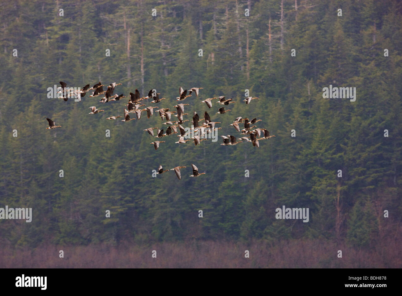 Shorebird Migration, vor allem westlichen Strandläufer Copper River Delta, in der Nähe von Cordova, Alaska. Stockfoto