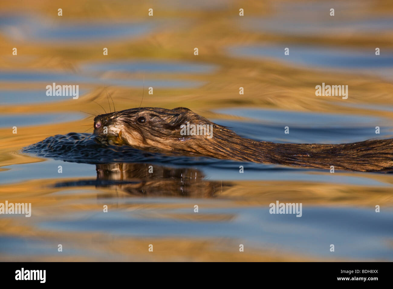 Bisamratte, Wasilla, Alaska. Stockfoto