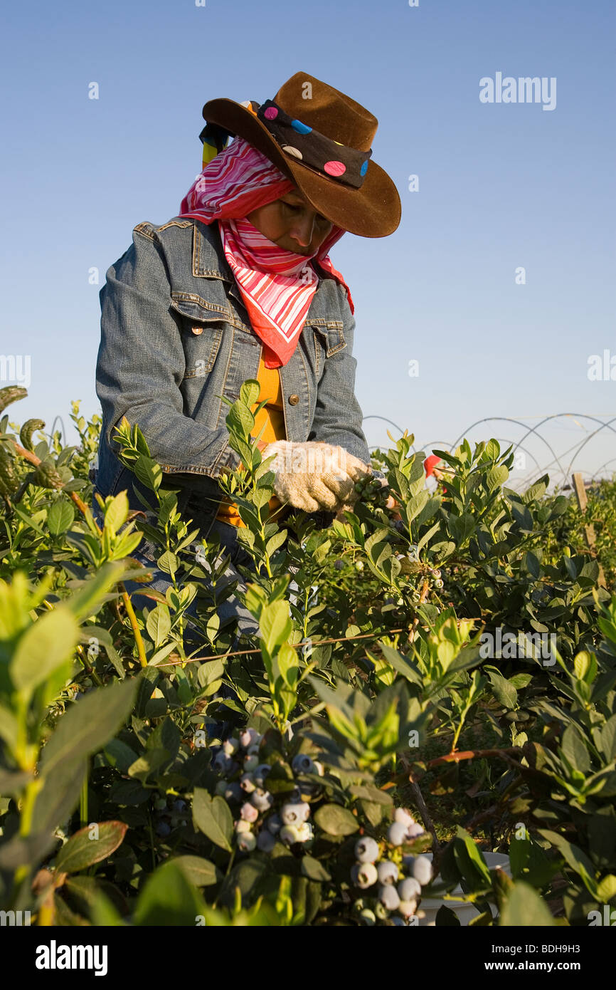 Eine Arbeitnehmerin Feld erntet Heidelbeeren im späten Frühling Licht des frühen Morgens / in der Nähe von Delano, San Joaquin Valley, Kalifornien, USA. Stockfoto