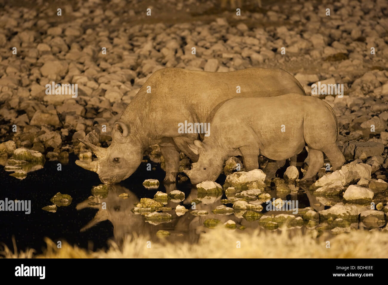 Spitzmaul-Nashorn, Diceros Bicornis, Kuh und Kalb, trinken in der Nacht, Wasserloch von Okaukuejo, Etosha Nationalpark, Namibia Stockfoto