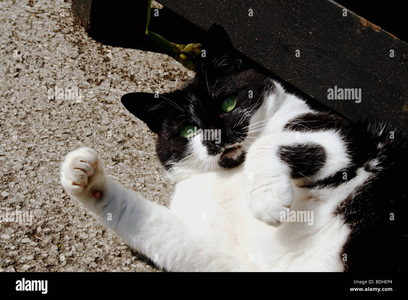 Verspielte Katze Felis Catus Familie Felidae mit grünen Augen gehalten als Haustiere oder Hauskatze Stockfoto