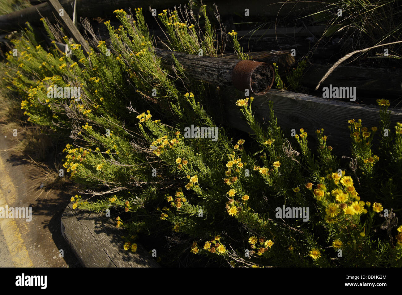 Küstenlinie Blumen, gelbe Blüten Stockfoto