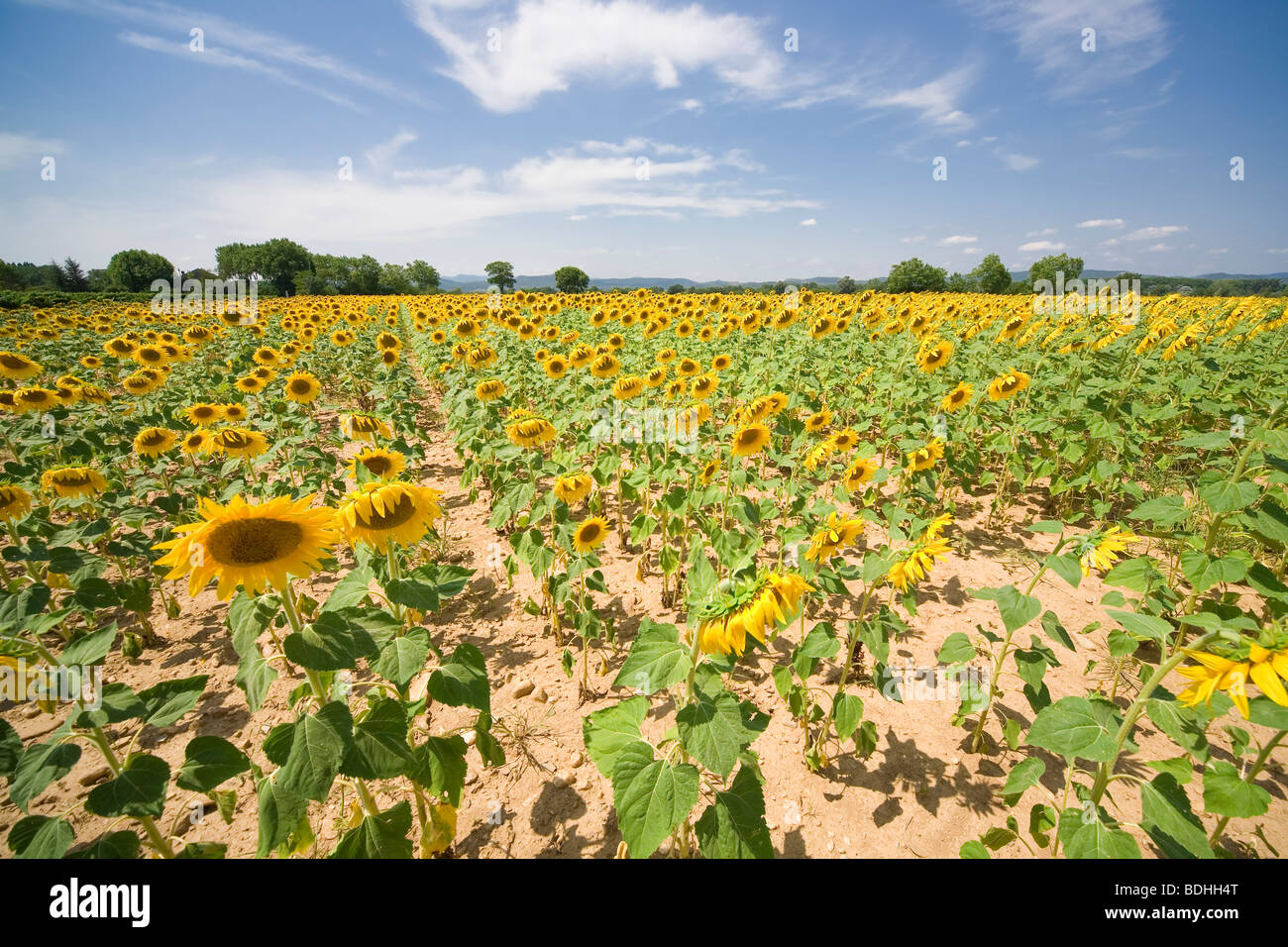 Sonnenblumenfeld unter einer heißen Sonne in der Region Gard, Provence, Frankreich 14. Juli 2009 Stockfoto