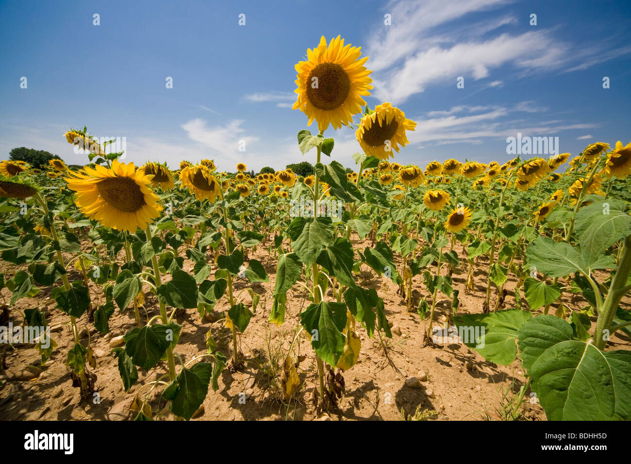Sonnenblumenfeld unter einer heißen Sonne in der Region Gard, Provence, Frankreich 14. Juli 2009 Stockfoto