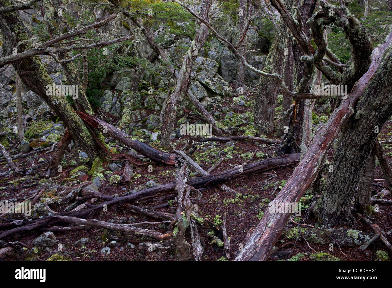 Niedrige Höhe Vegetation, in der Nähe von Murray Kanal, Feuerland, Chile. Stockfoto