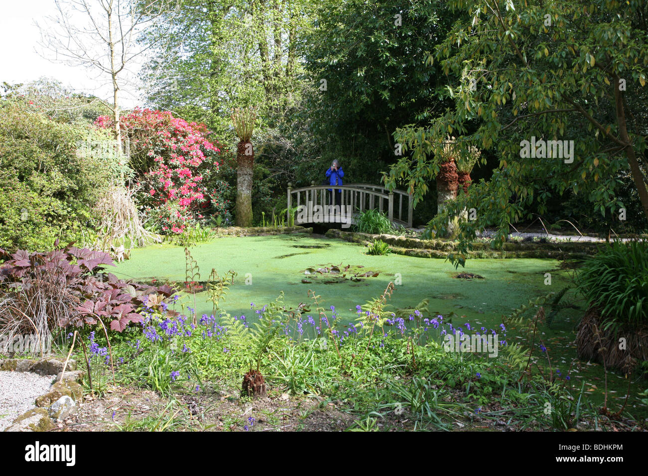 Frau Tourist unter einem Foto stehen auf einer Brücke mit Blick auf einen Pool mit Algen in einem formalen Garten in Cornwall bedeckt Stockfoto