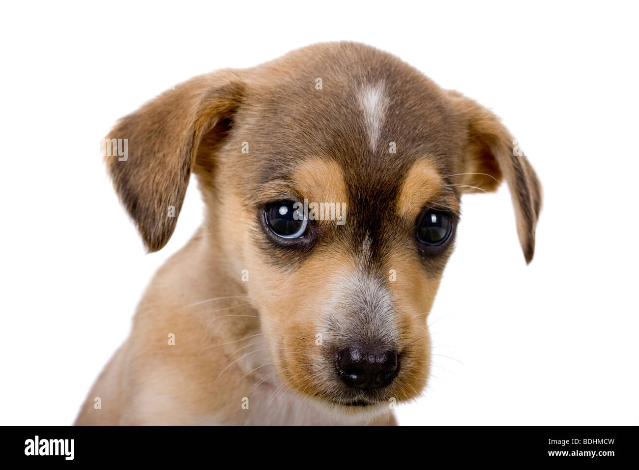 Nahaufnahme eines niedlichen Welpen mit einem traurigen Blick Stockfoto