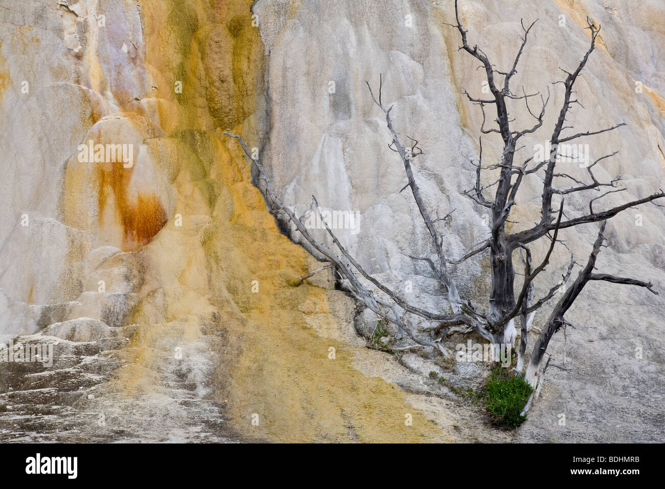 Orange Spring Mound im Bereich oberen Terrassen in Mammoth Hot Springs im Yellowstone National Park in Wyoming USA Stockfoto