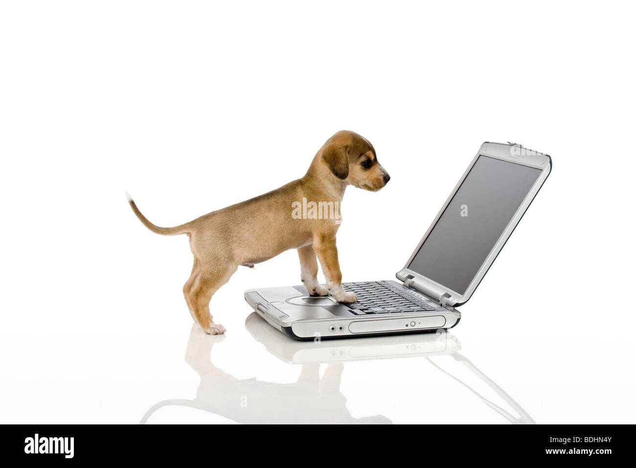 Niedlichen Welpen Computer-Bildschirm betrachten. Stockfoto