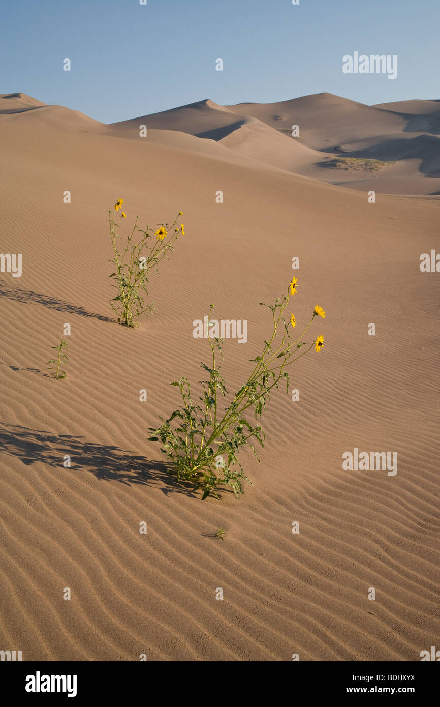 Prairie Sonnenblumen und Dünen, Great Sand Dunes National Park, Colorado Stockfoto